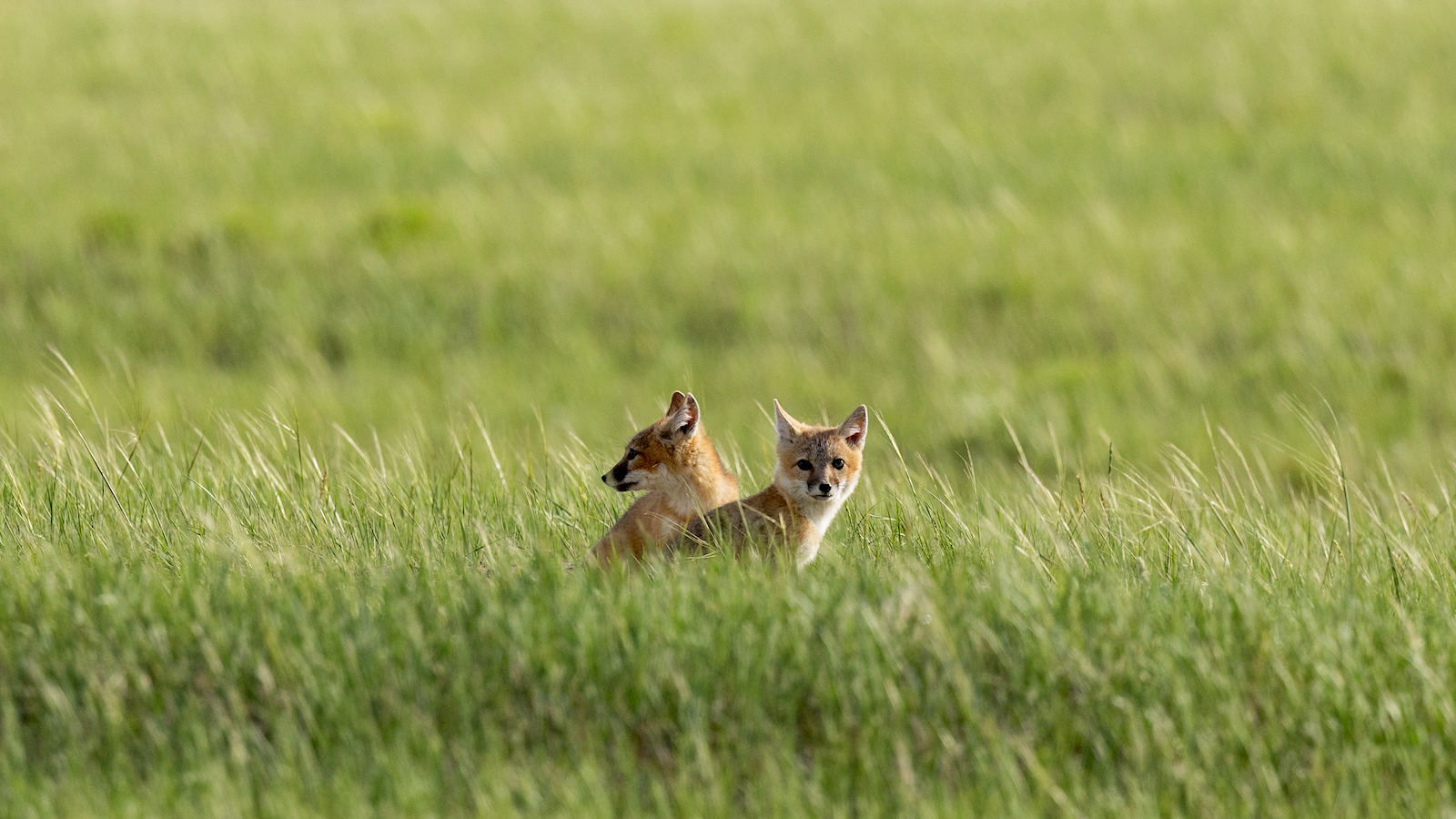 In Montana’s Northern Plains, Swift Foxes Are Back from the Brink